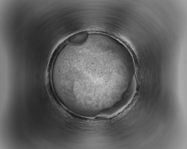 X0000096130928200801181110