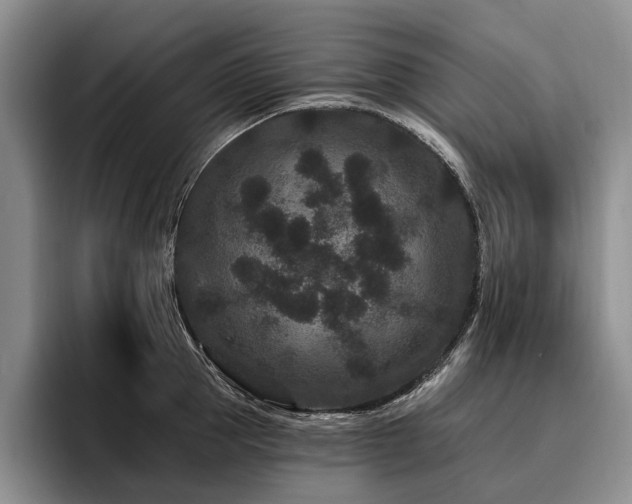 X0000096130953200801181110