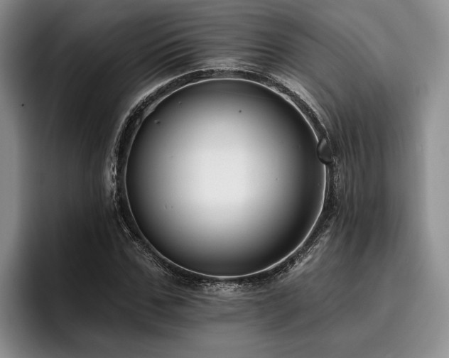 X0000096130971200801181109