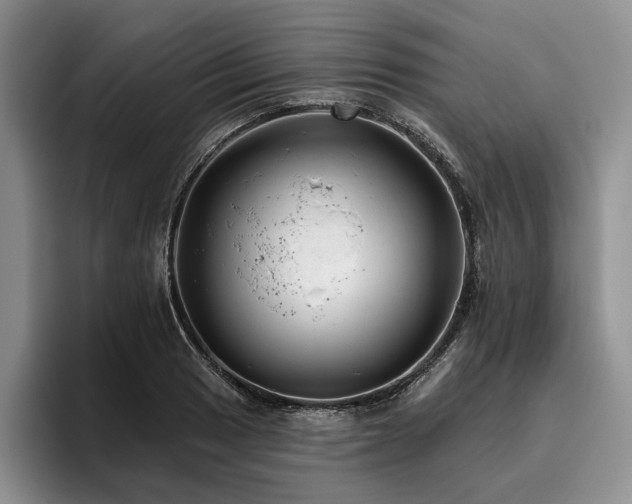 X0000096131033200801181108