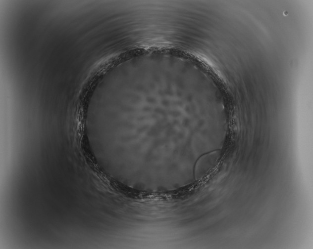 X0000096131063200801181108