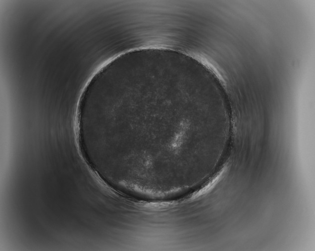 X0000096131077200801181108