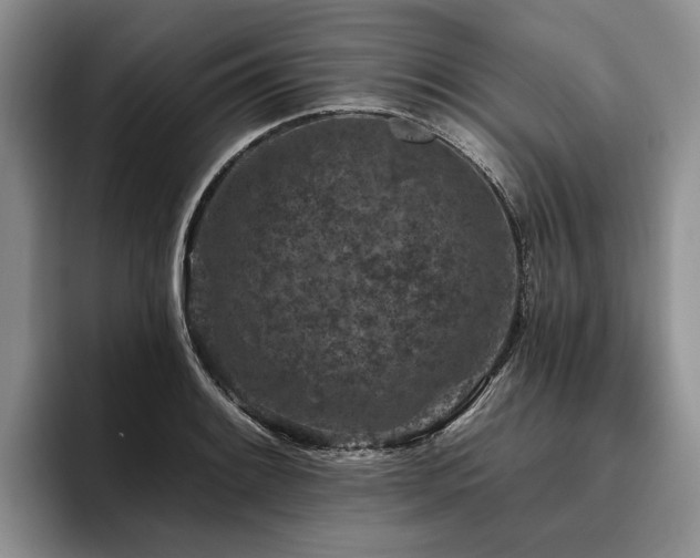 X0000096131084200801181108