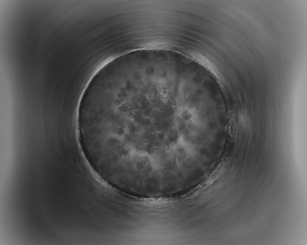X0000096131087200801181108