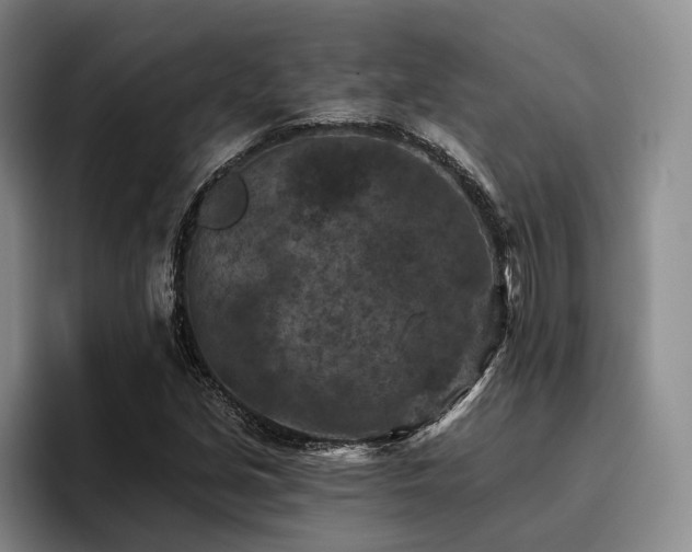 X0000096131213200801181106