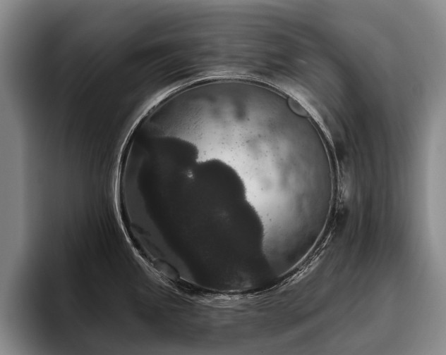X0000096131245200801181106