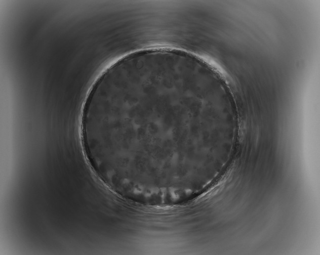 X0000096131279200801181105