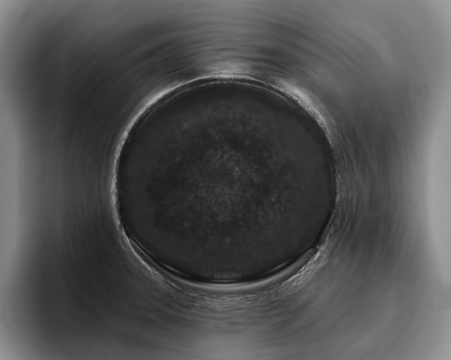 X0000096131331200801181105
