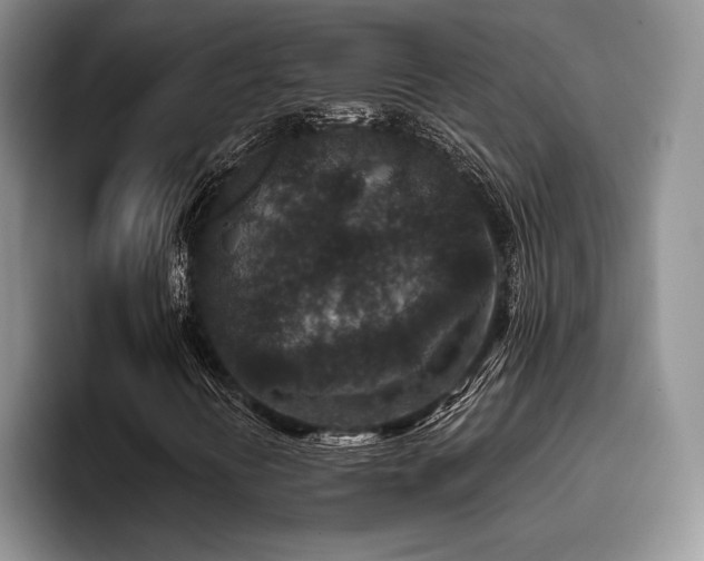 X0000096131394200801181103
