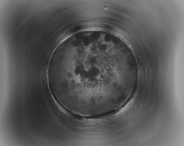 X0000096131425200801181104