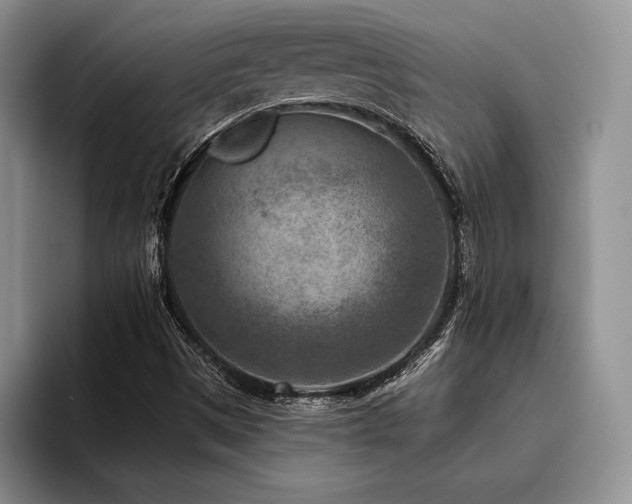 X0000096131497200801181102