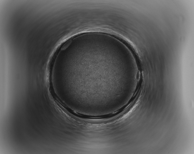 X0000096131506200801181102