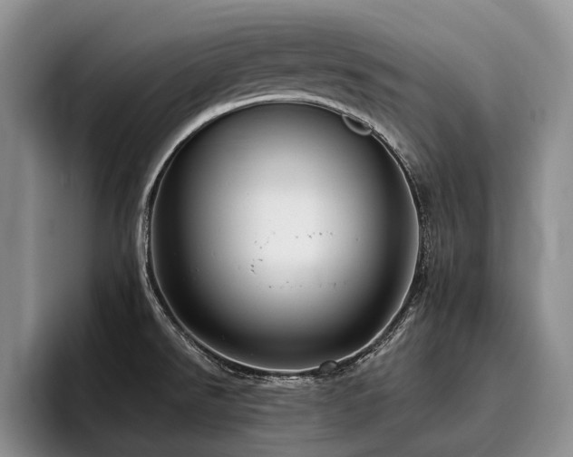 X0000096131526200801181102