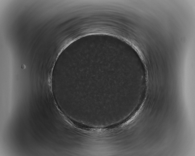 X0000096131529200801181102