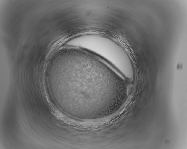X0000096130001200801251028