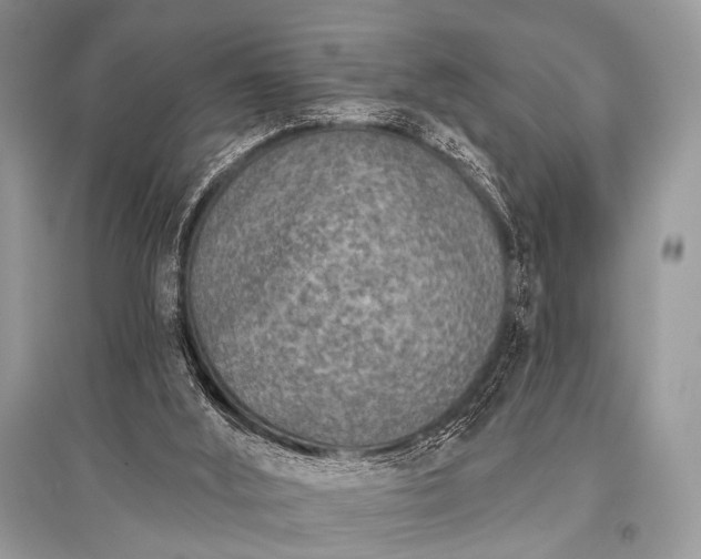 X0000096130012200801251028