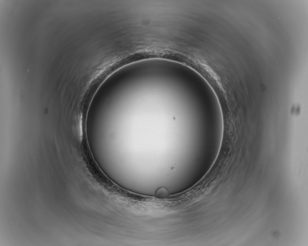 X0000096130020200801251028
