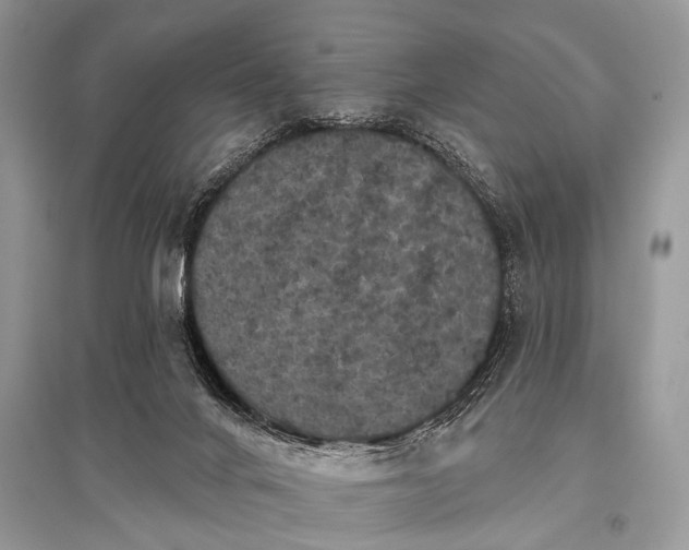 X0000096130024200801251028