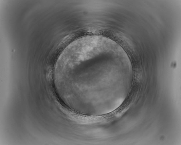 X0000096130036200801251027