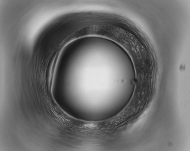 X0000096130050200801251027