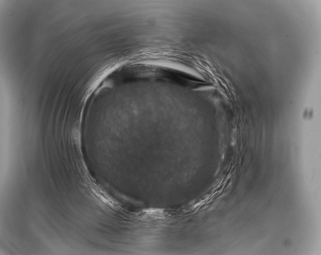 X0000096130052200801251027