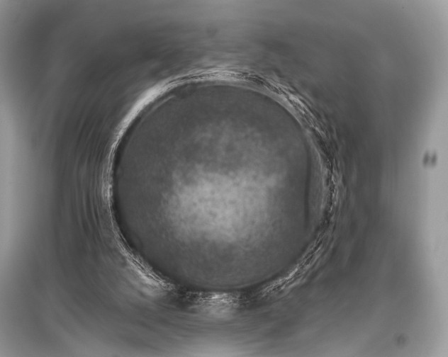 X0000096130056200801251027