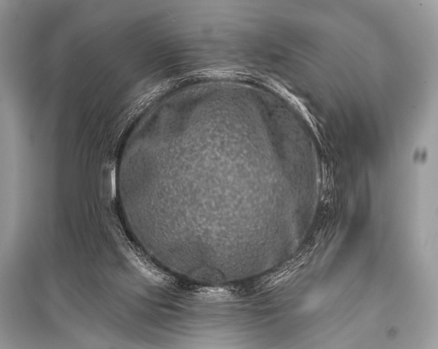 X0000096130061200801251027