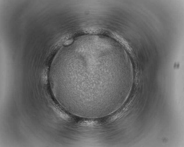X0000096130065200801251027