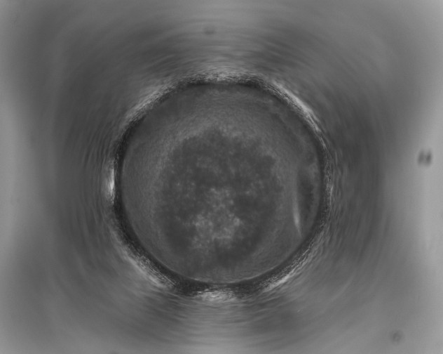 X0000096130067200801251027