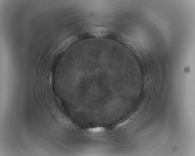 X0000096130073200801251027