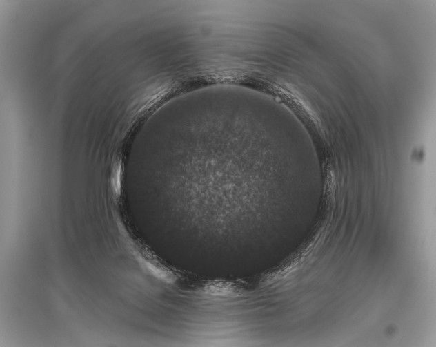 X0000096130076200801251027