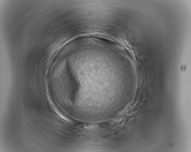 X0000096130097200801251027