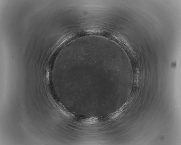 X0000096130124200801251026