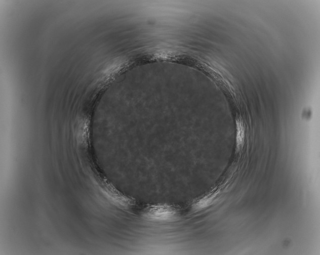 X0000096130127200801251026