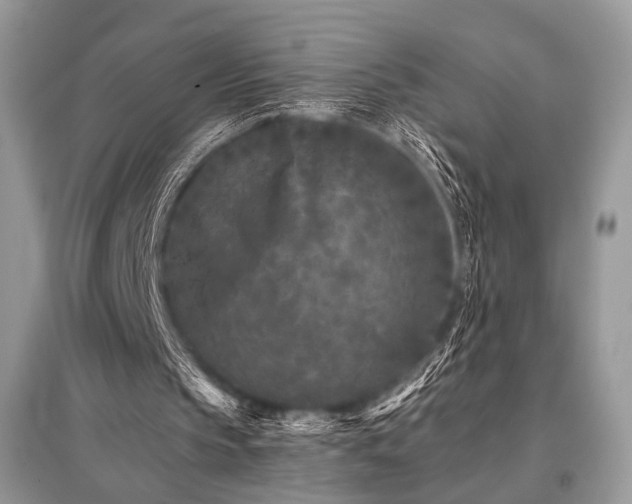 X0000096130145200801251025
