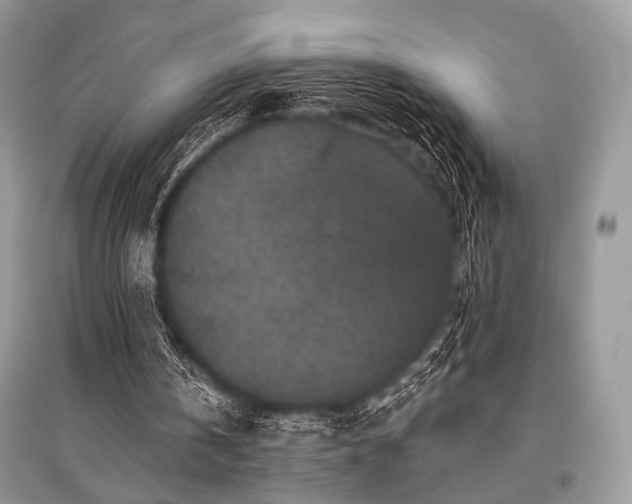 X0000096130146200801251025
