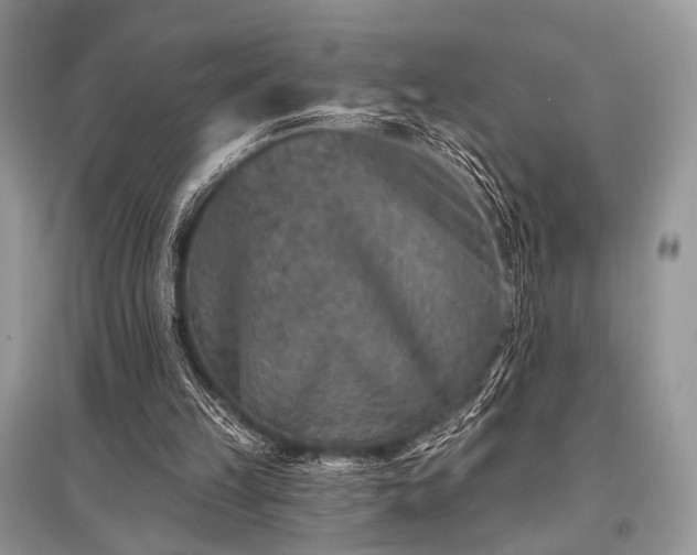 X0000096130149200801251025