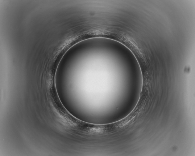 X0000096130164200801251025