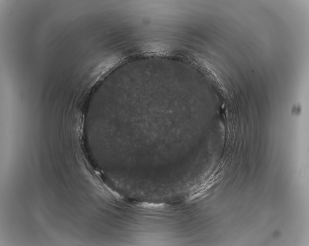 X0000096130168200801251026