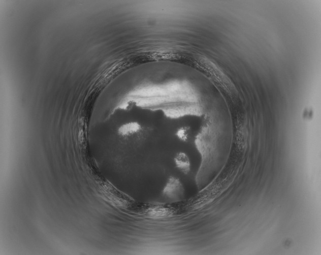 X0000096130169200801251026