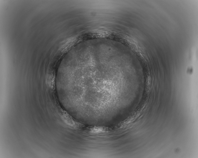 X0000096130177200801251026