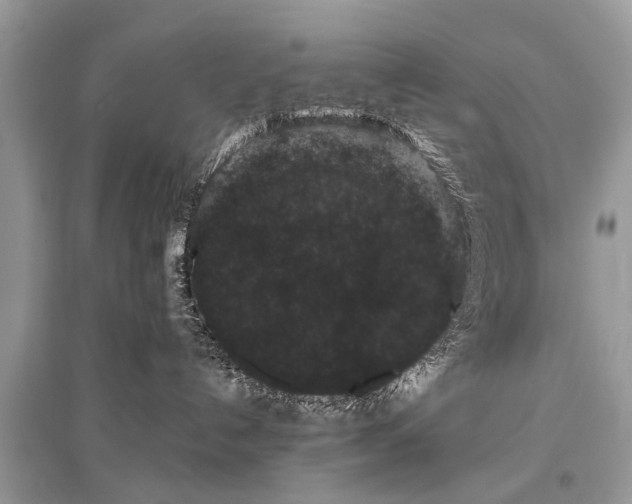 X0000096130192200801251026