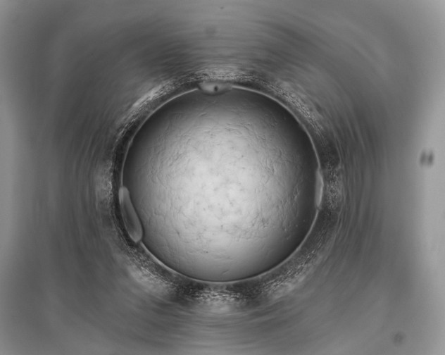 X0000096130207200801251025