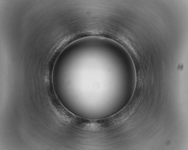 X0000096130212200801251025