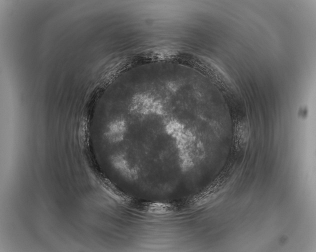 X0000096130222200801251025