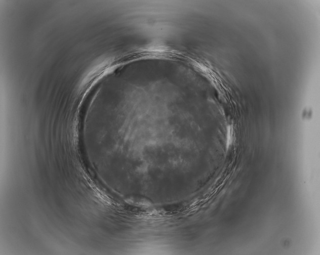 X0000096130243200801251024