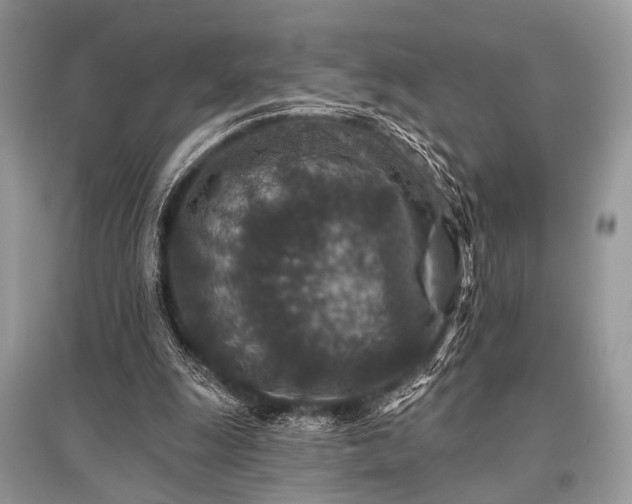 X0000096130247200801251024