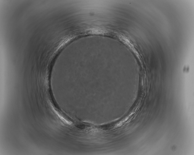 X0000096130249200801251024