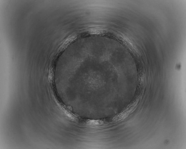 X0000096130277200801251024