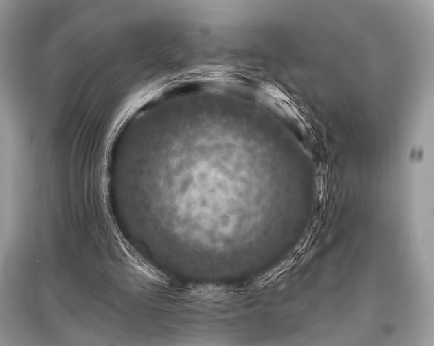 X0000096130293200801251024